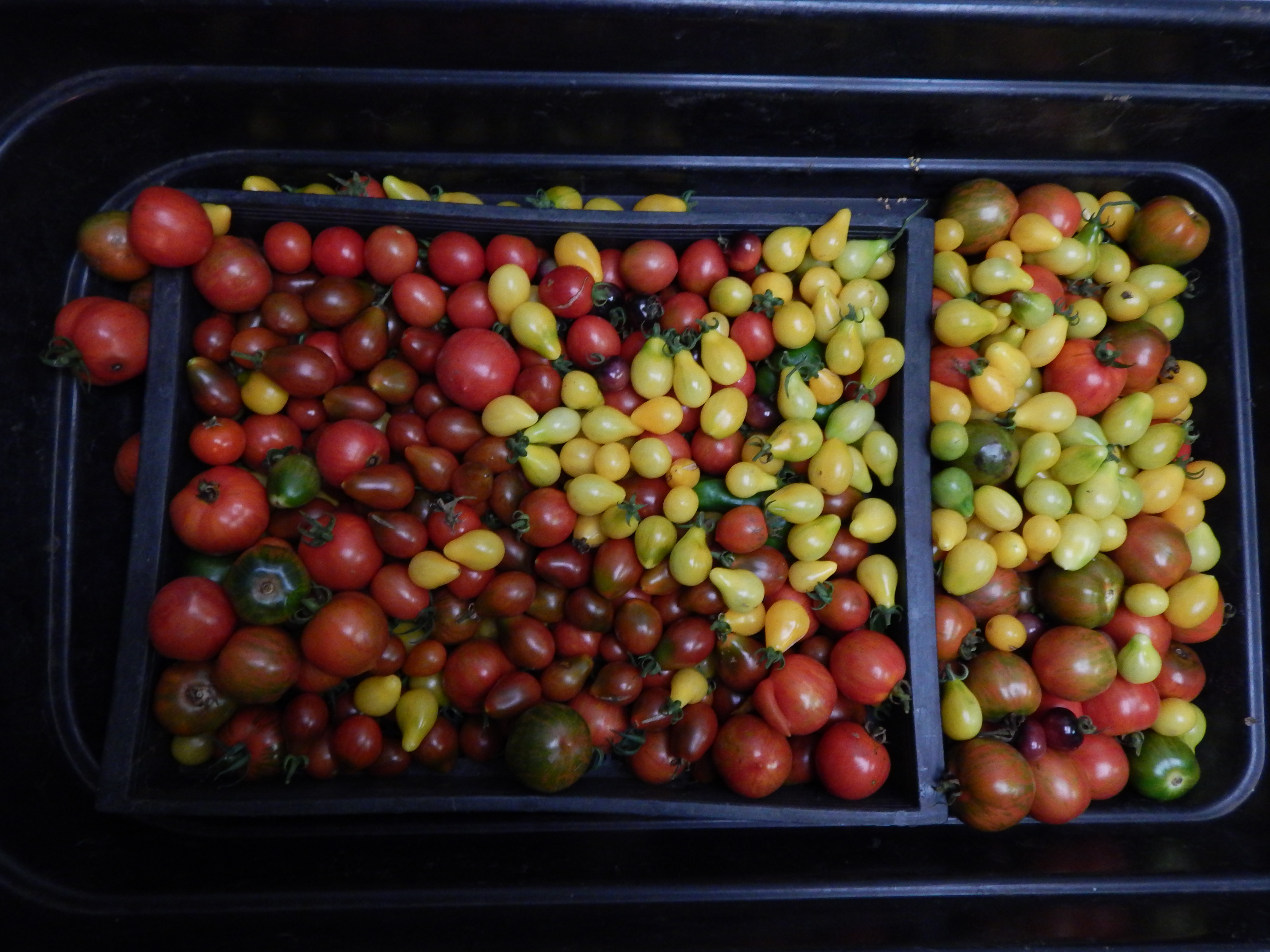 Assorted salad tomatoes