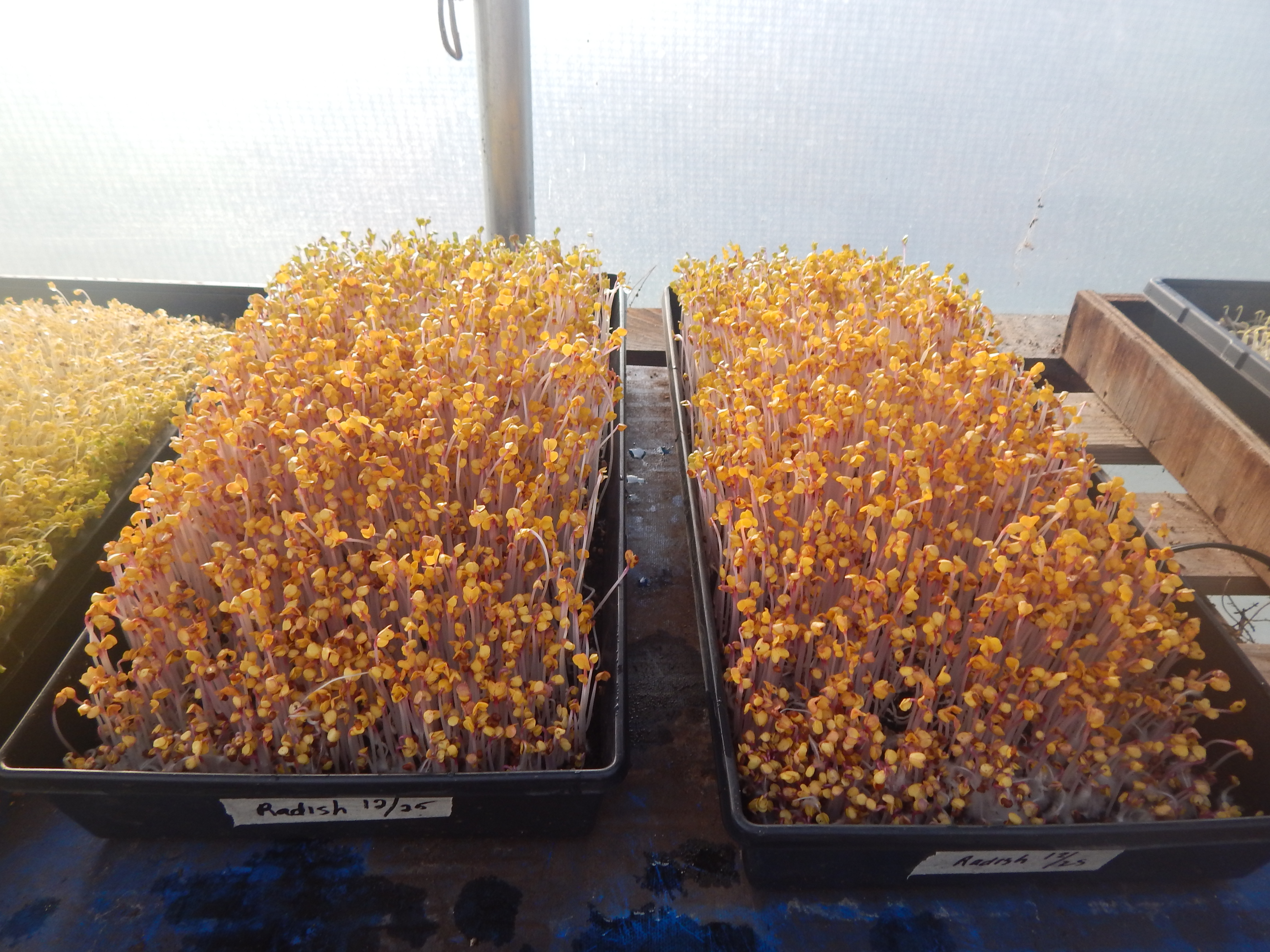 Radish Microgreens Sprouting