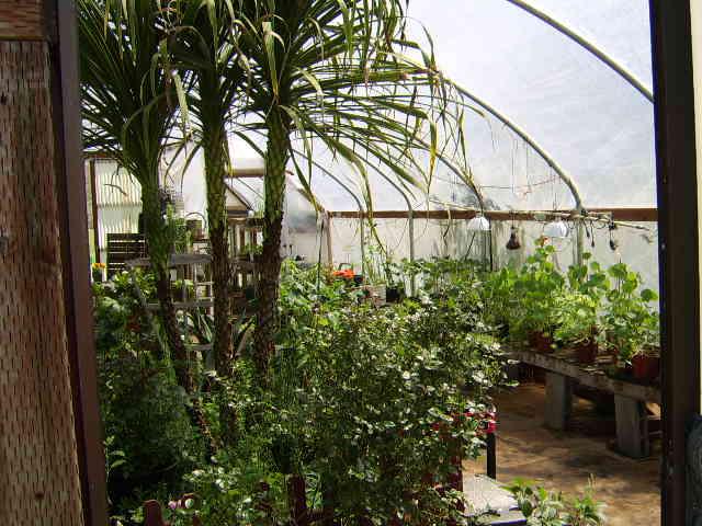 in the greenhouse