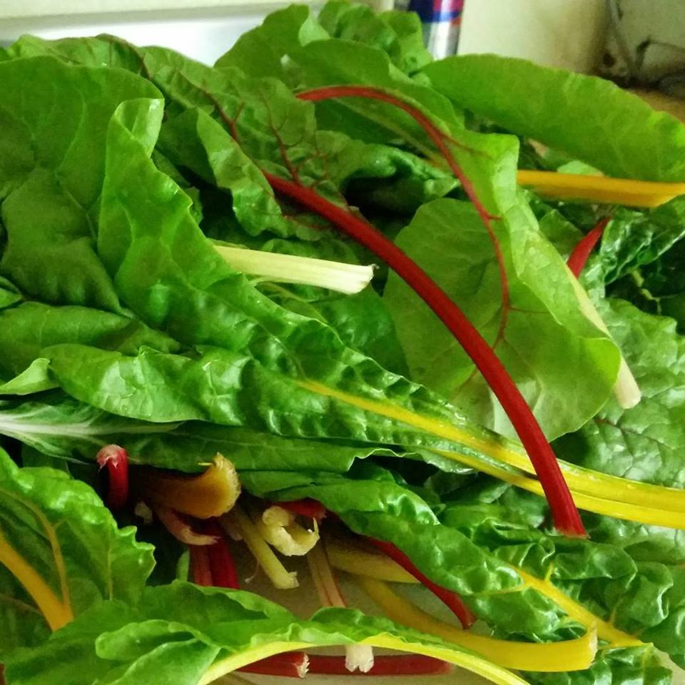 Organically grown Swiss chard