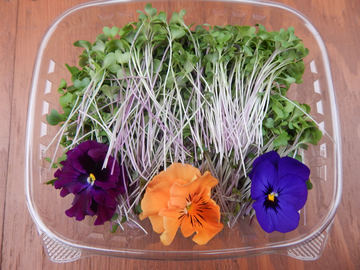 Broccoli Microgreens Package