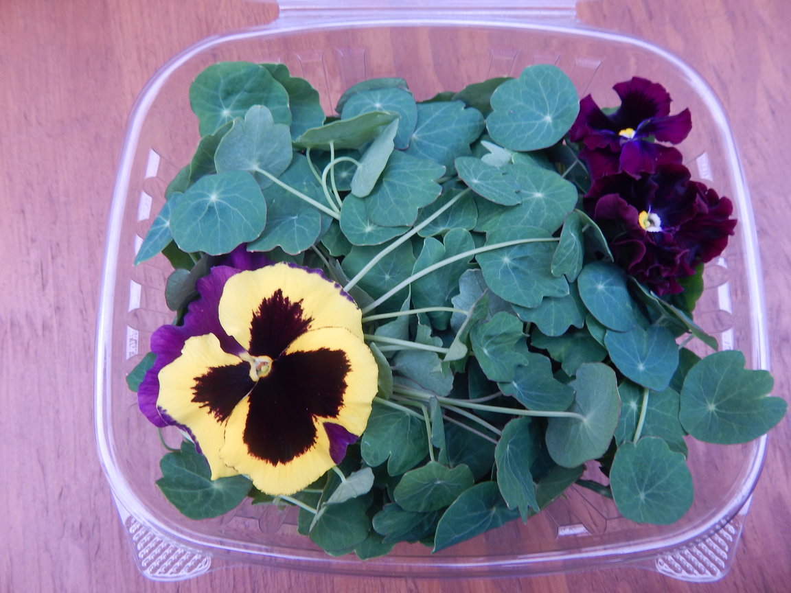 Nasturtium Microgreens Package