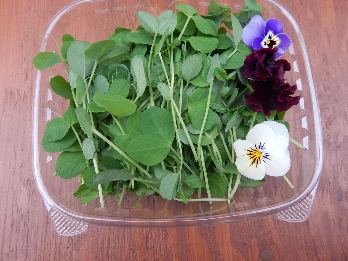 Pea Tendrils Microgreens Package