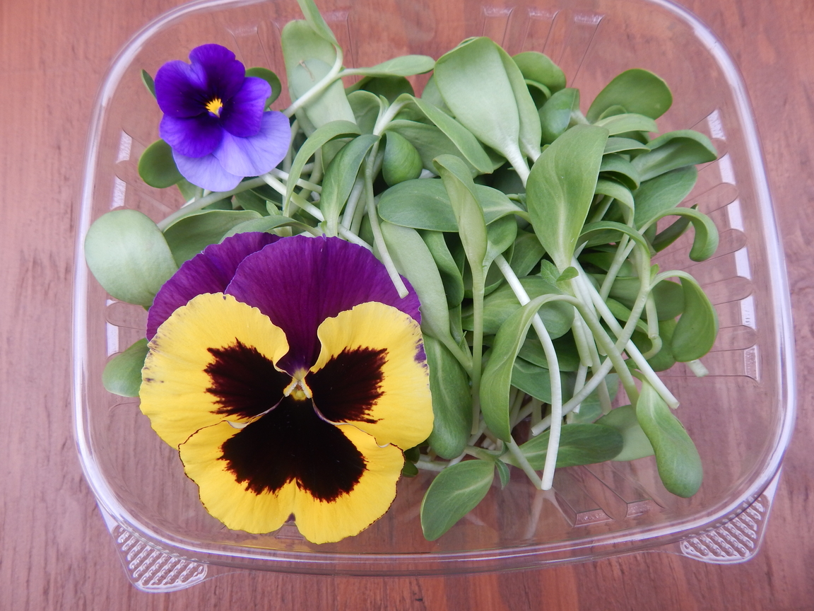 Sunflower Microgreens Package